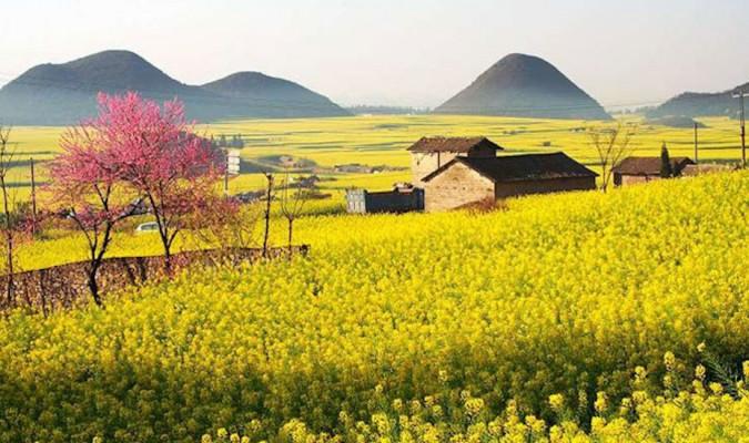 Khám phá “thiên đường” hoa cải dầu rực rỡ ở Trung Quốc