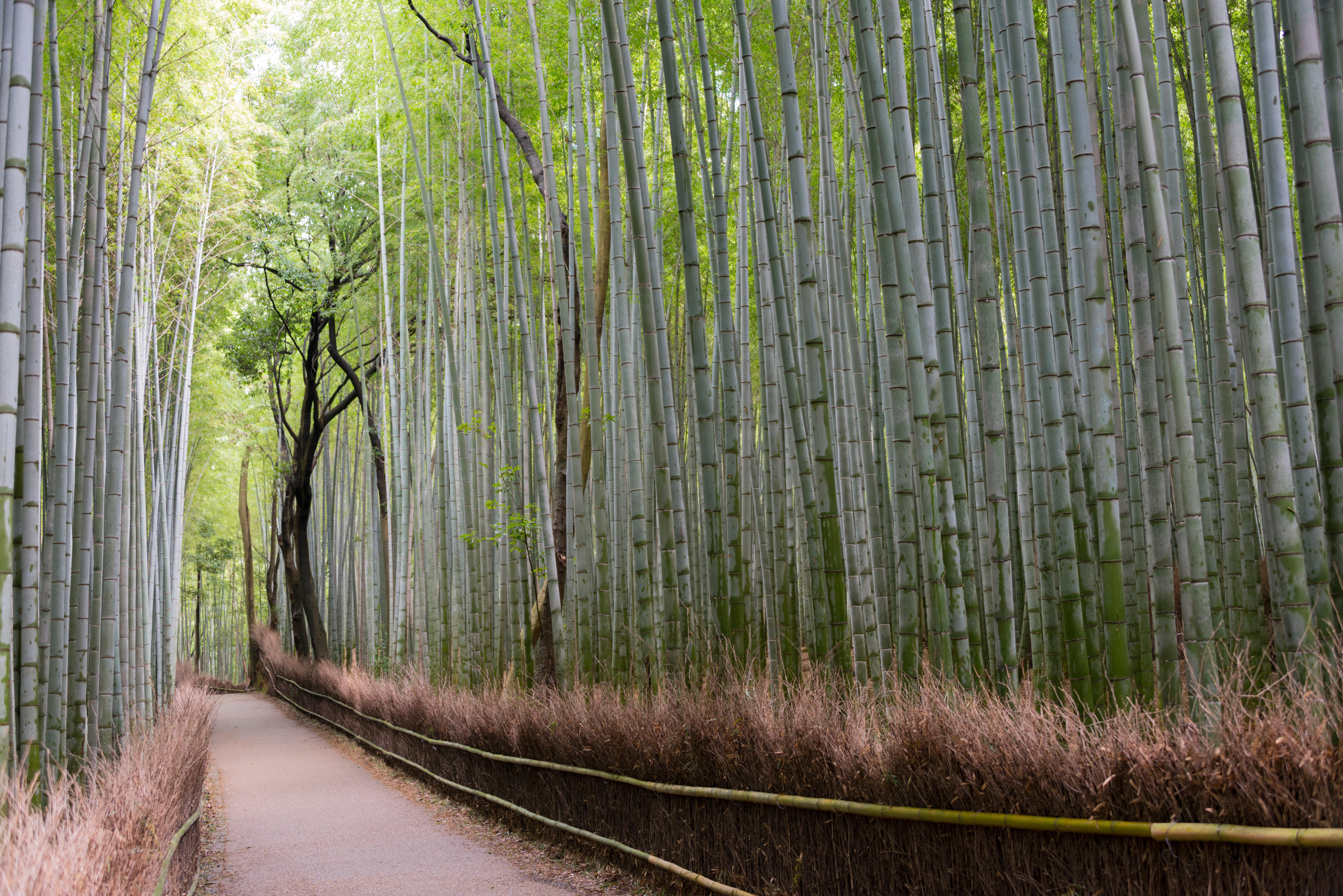 Con đường bên trong Rừng Tre ở Arashiyama, Kyoto