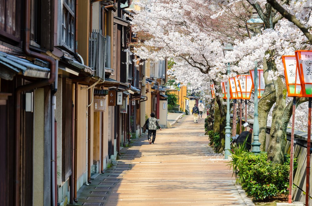 Hoa anh đào trải dài trên đường phố Kanazawa