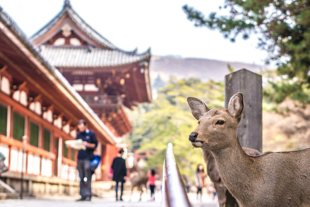 Hươu ở Công viên Nara