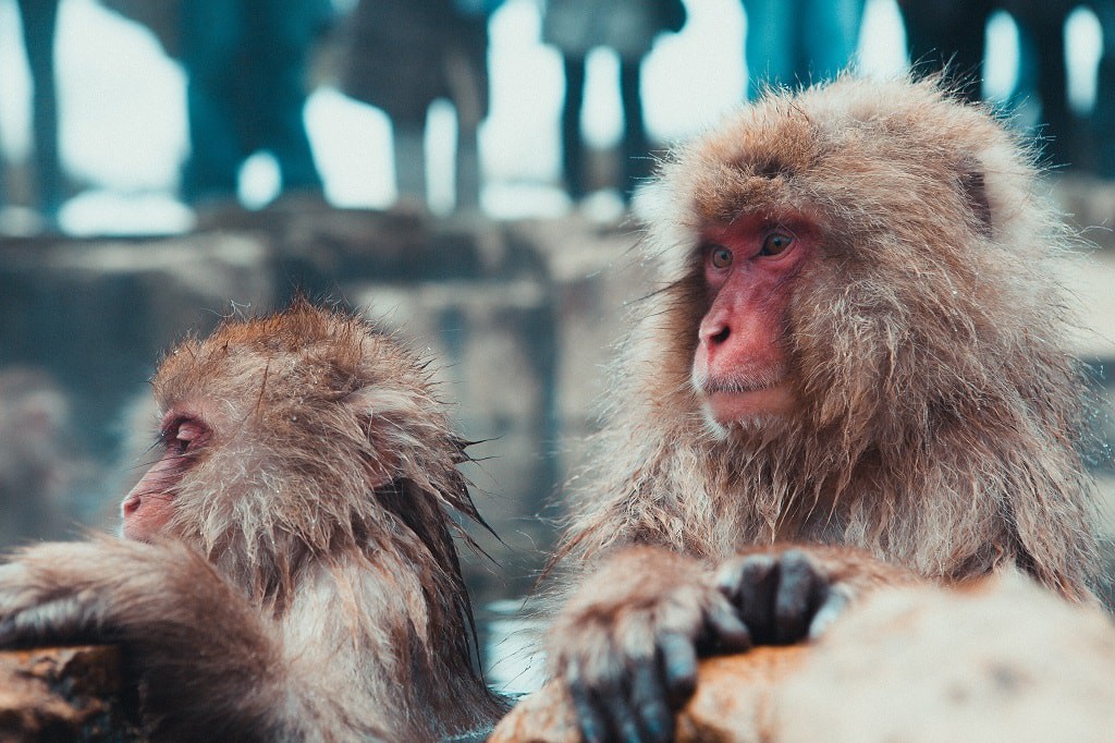 Ngắm khỉ và thưởng thức onsen ở quận Nagano, Nhật Bản