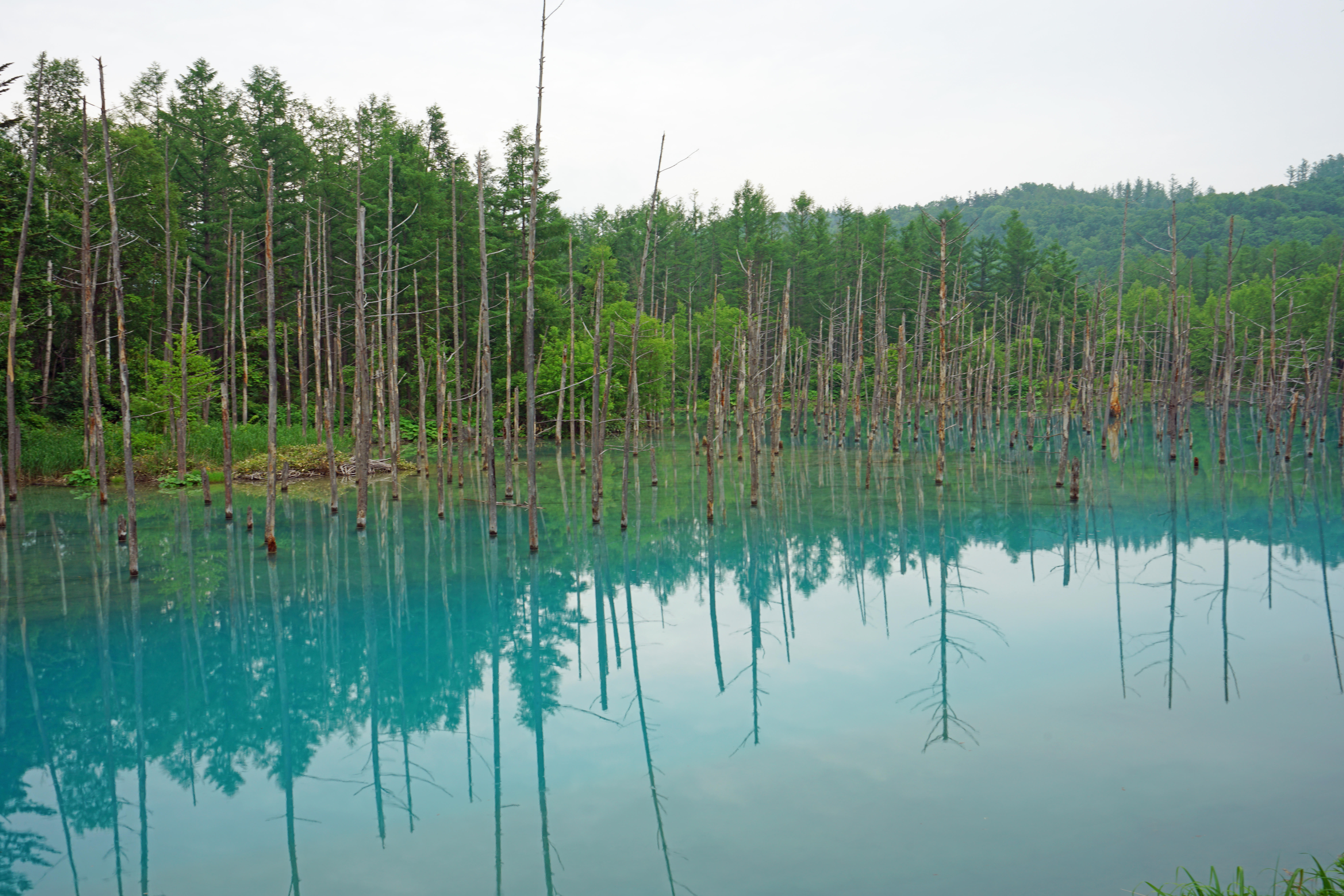 The Blue Pond ở Biei, Hokkaido, Nhật Bản